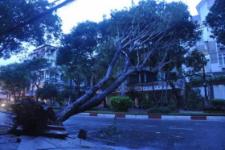 Saigon heavy rain , broken trees series
